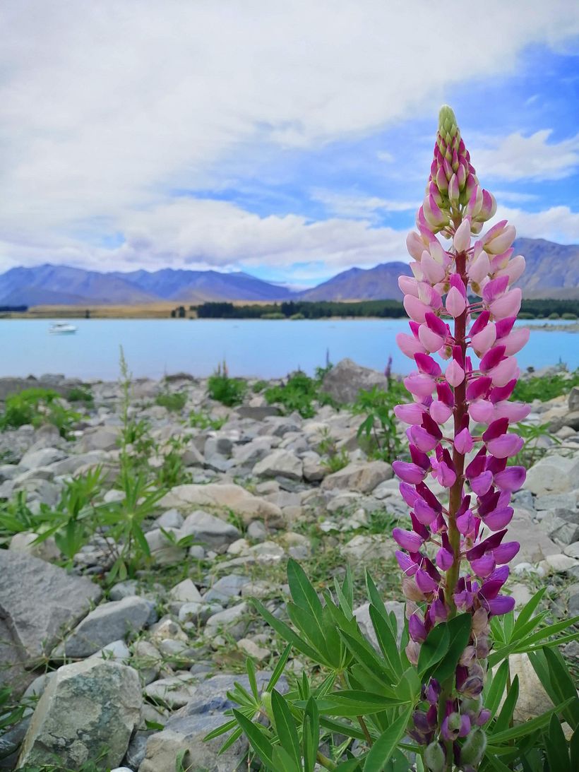 Lupine Lover  2