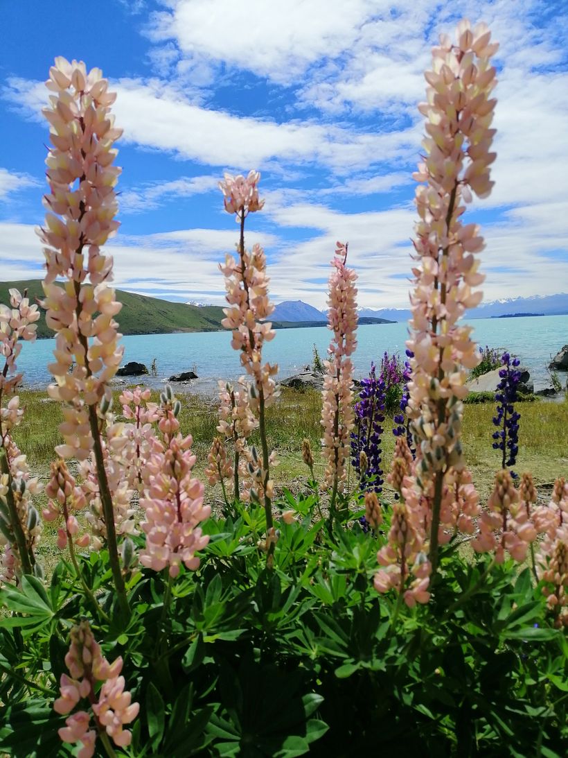 Lupine Lover  7