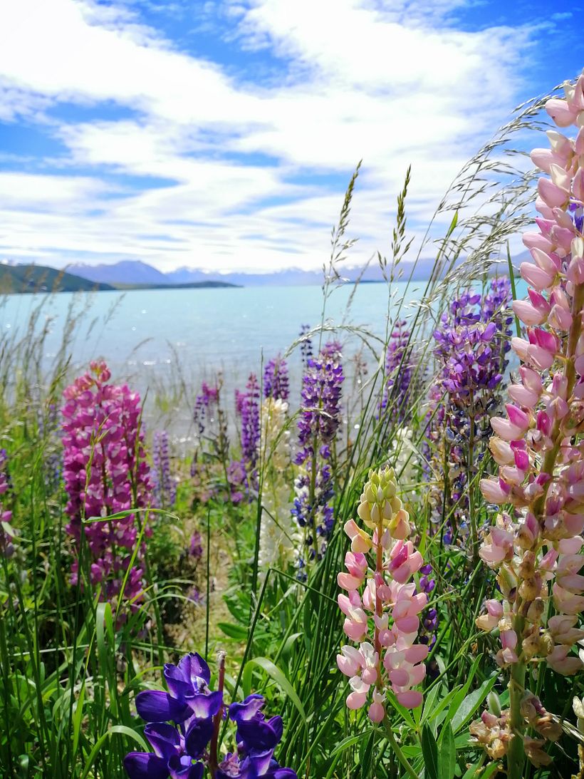 Lupine Lover  8