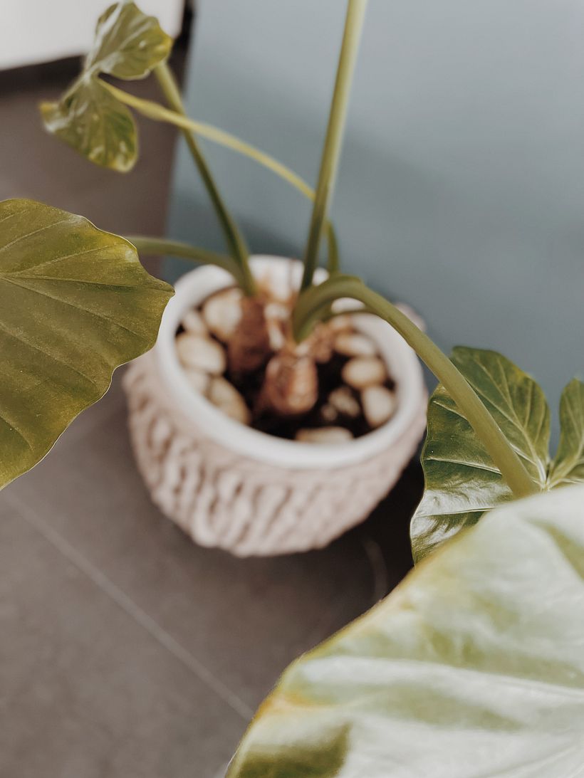 Macetero | Decoración 4