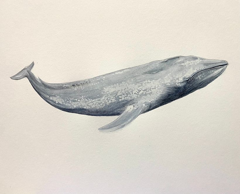 My project for course: Naturalist Illustration Techniques: Whales in Watercolor 2