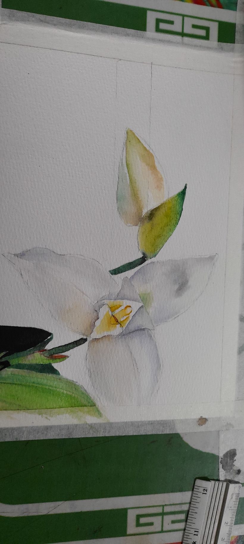 Mon projet du cours : Aquarelle réaliste et compositions botaniques 8