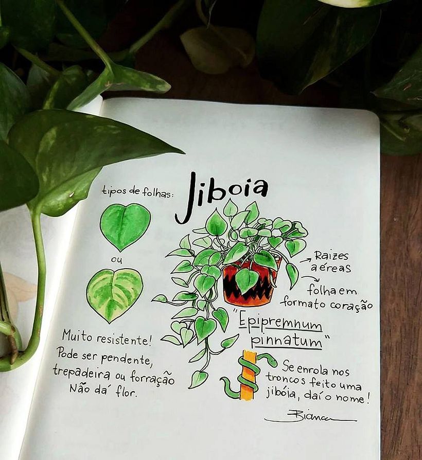 Glossário ilustrado de plantas 2