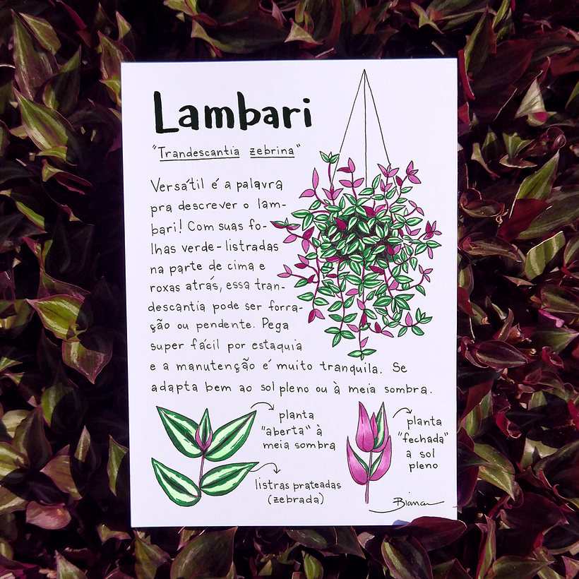 Glossário ilustrado de plantas 3