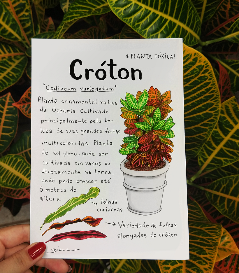 Glossário ilustrado de plantas 4