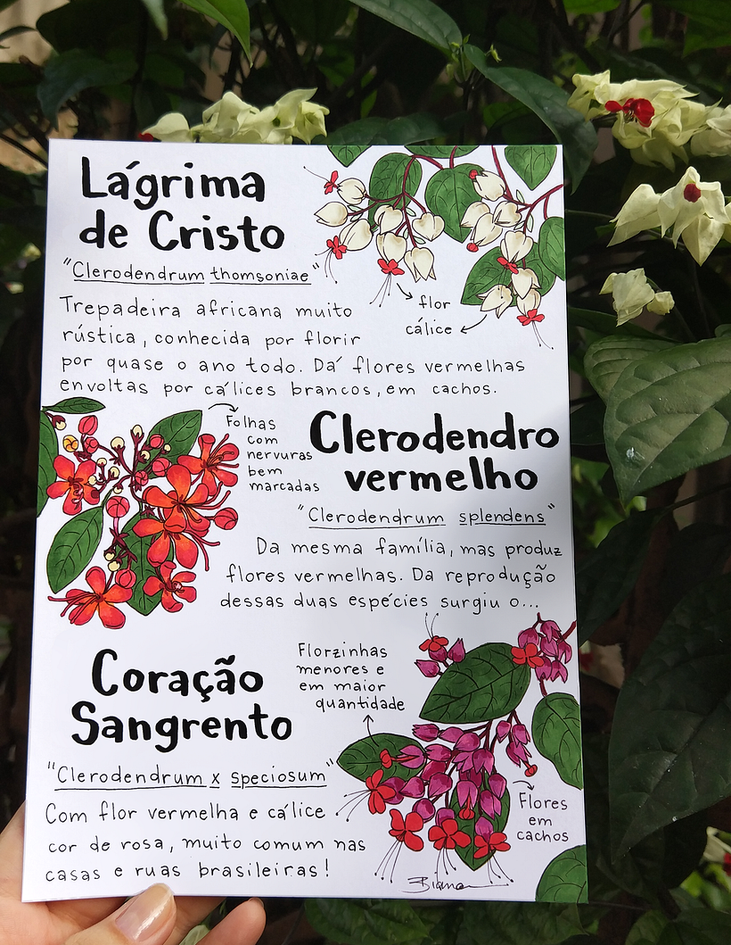 Glossário ilustrado de plantas 5