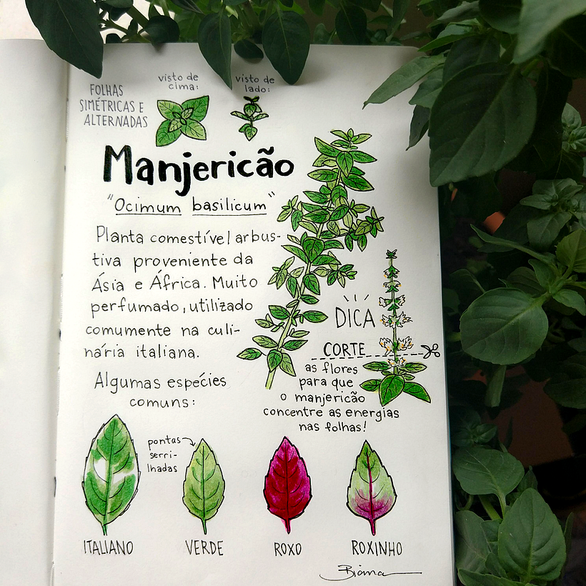 Glossário ilustrado de plantas 6