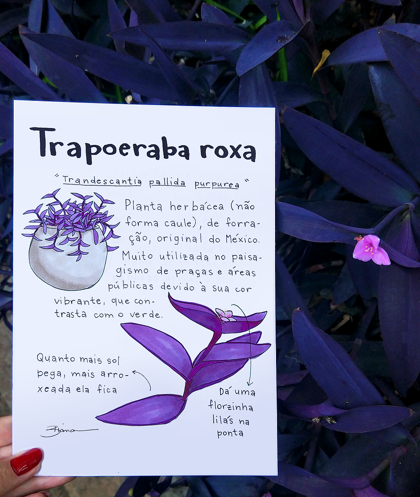 Glossário ilustrado de plantas 7