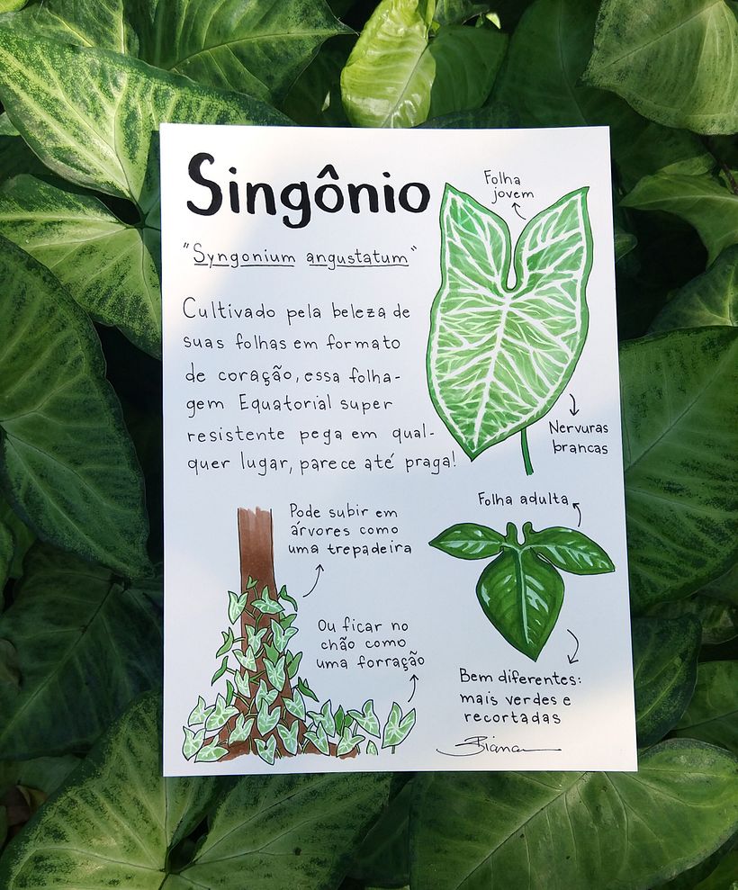 Glossário ilustrado de plantas 8