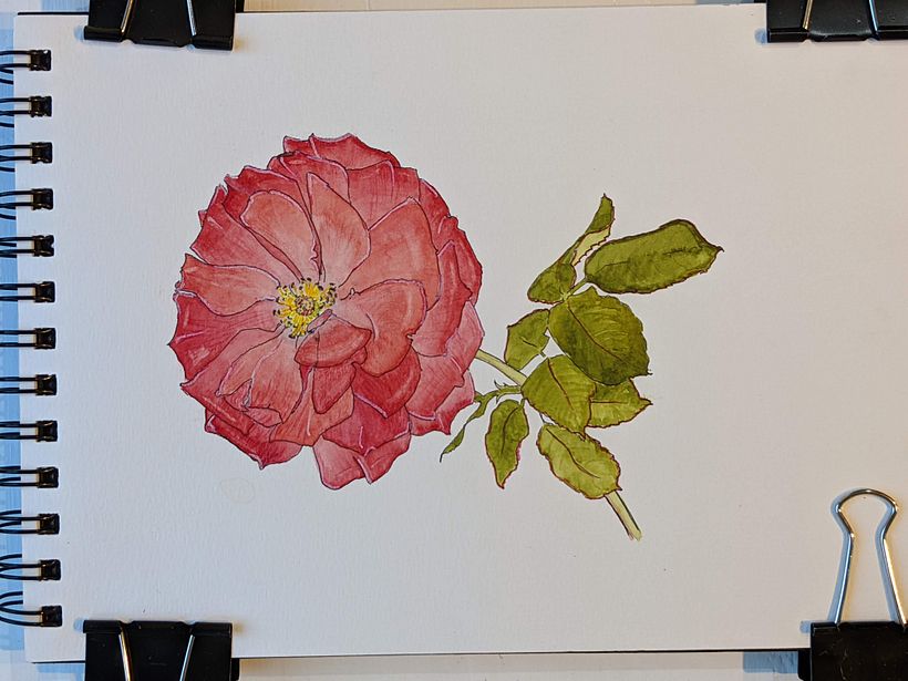 This rose turned out fairly well, I thought.