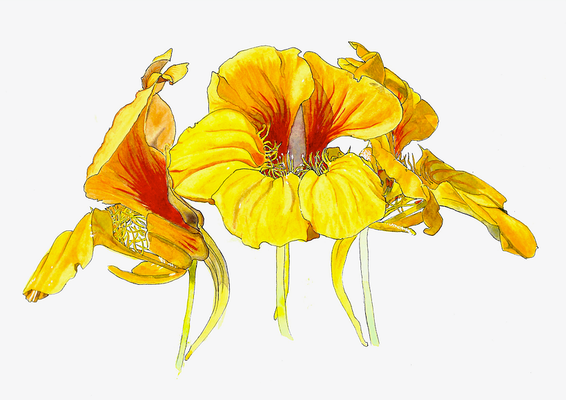 Dreamboats! I love nasturtiums.