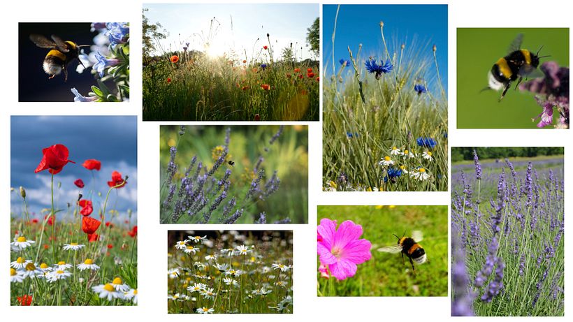 meadow mood board