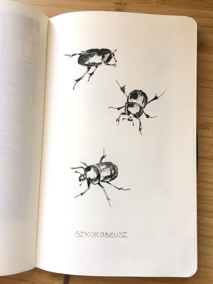 my daughter found a scarab beetle in the forest this summer
