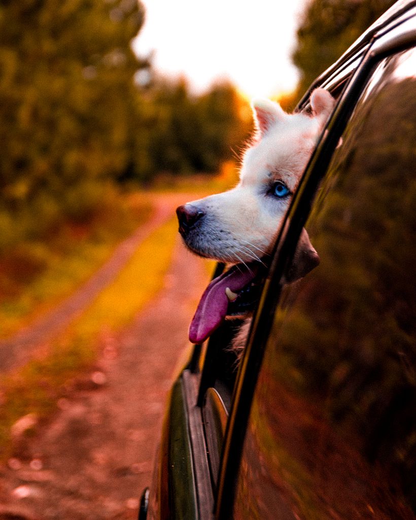 Fotos de mi mascota instagram: dolce.arte.photographer 1