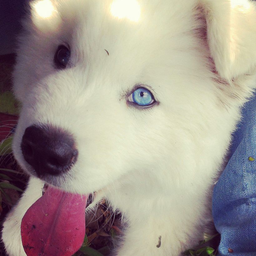 Fotos de mi mascota instagram: dolce.arte.photographer 2