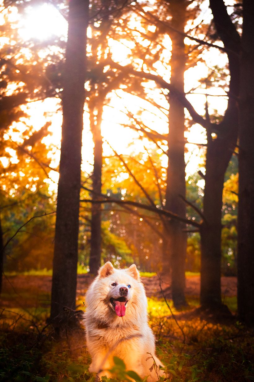 Fotos de mi mascota instagram: dolce.arte.photographer 3