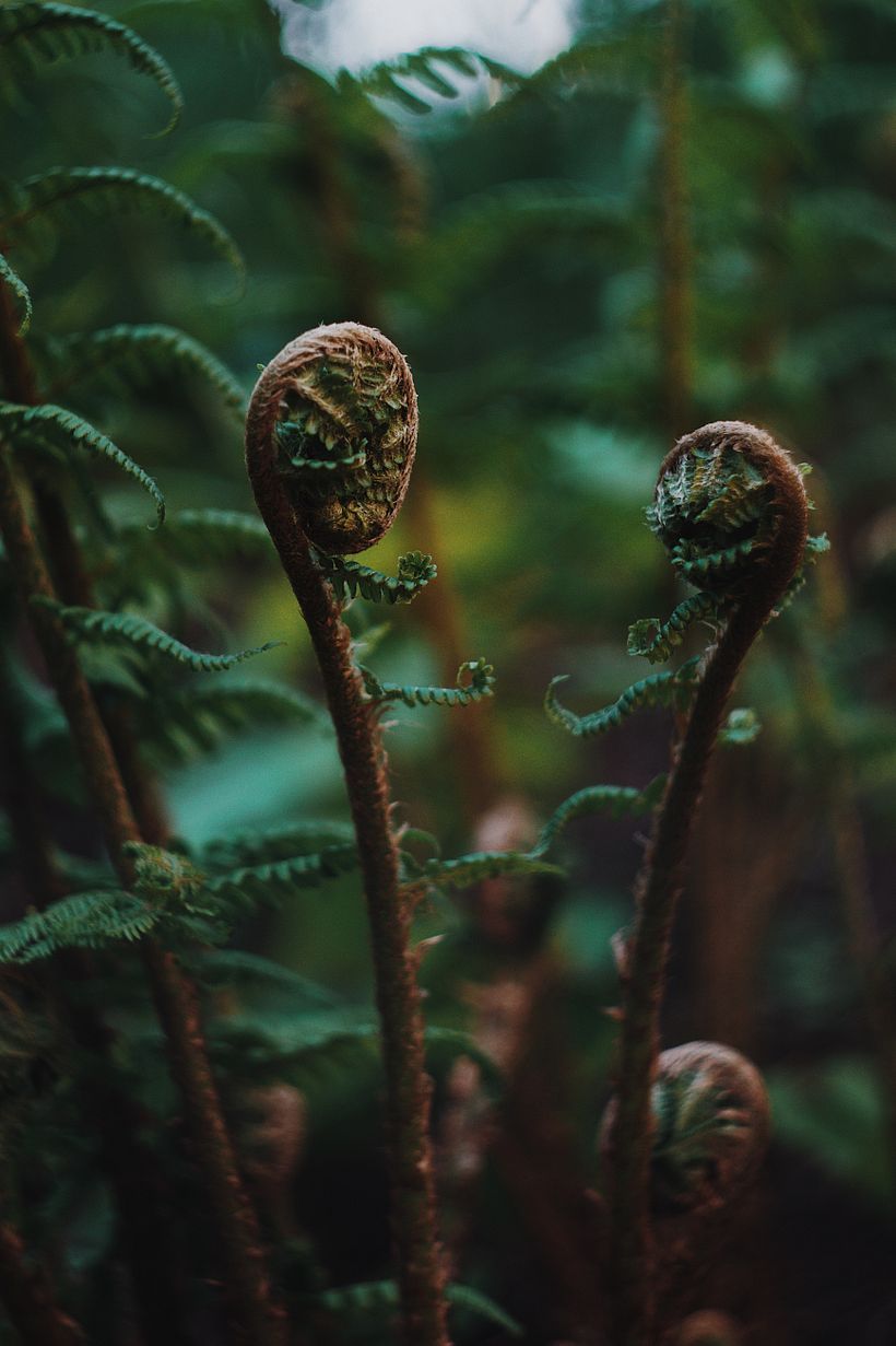 Plants 1