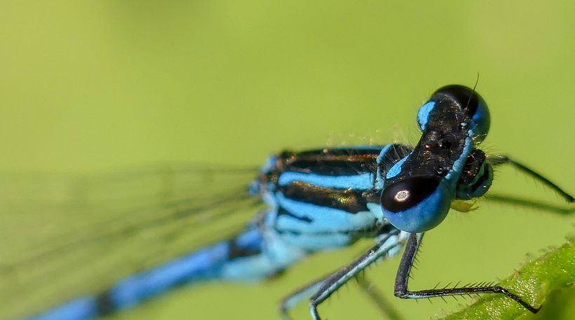 Damigella Blu