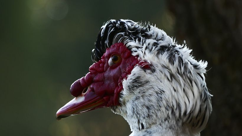 Muscovy duck 
