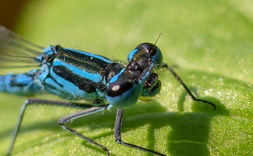 Damigella Blu