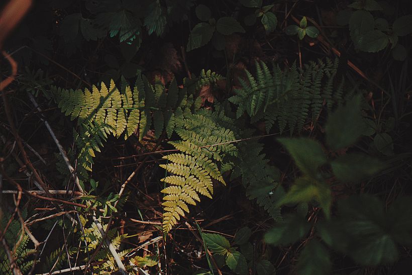Plants 2