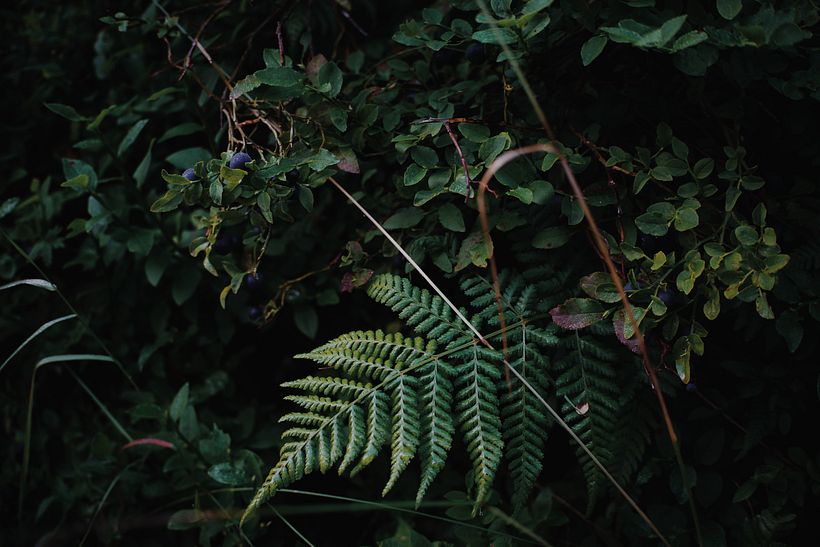 Plants 3