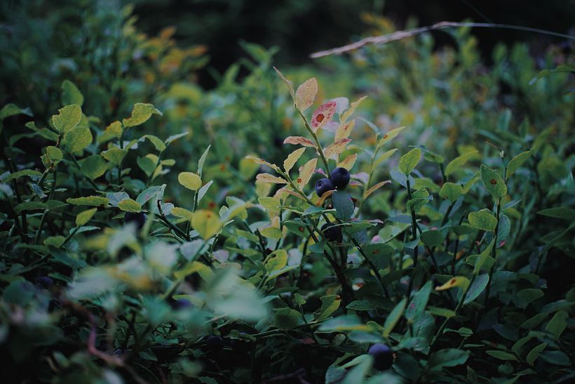 Plants 5