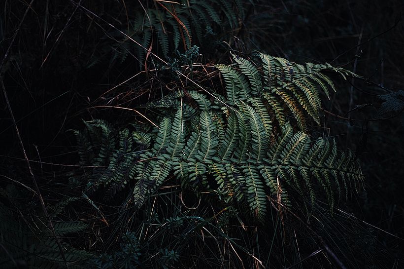 Plants 6