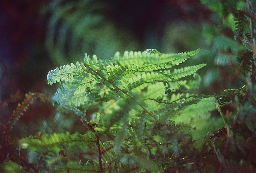 Plants 7