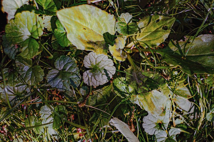 Plants 9