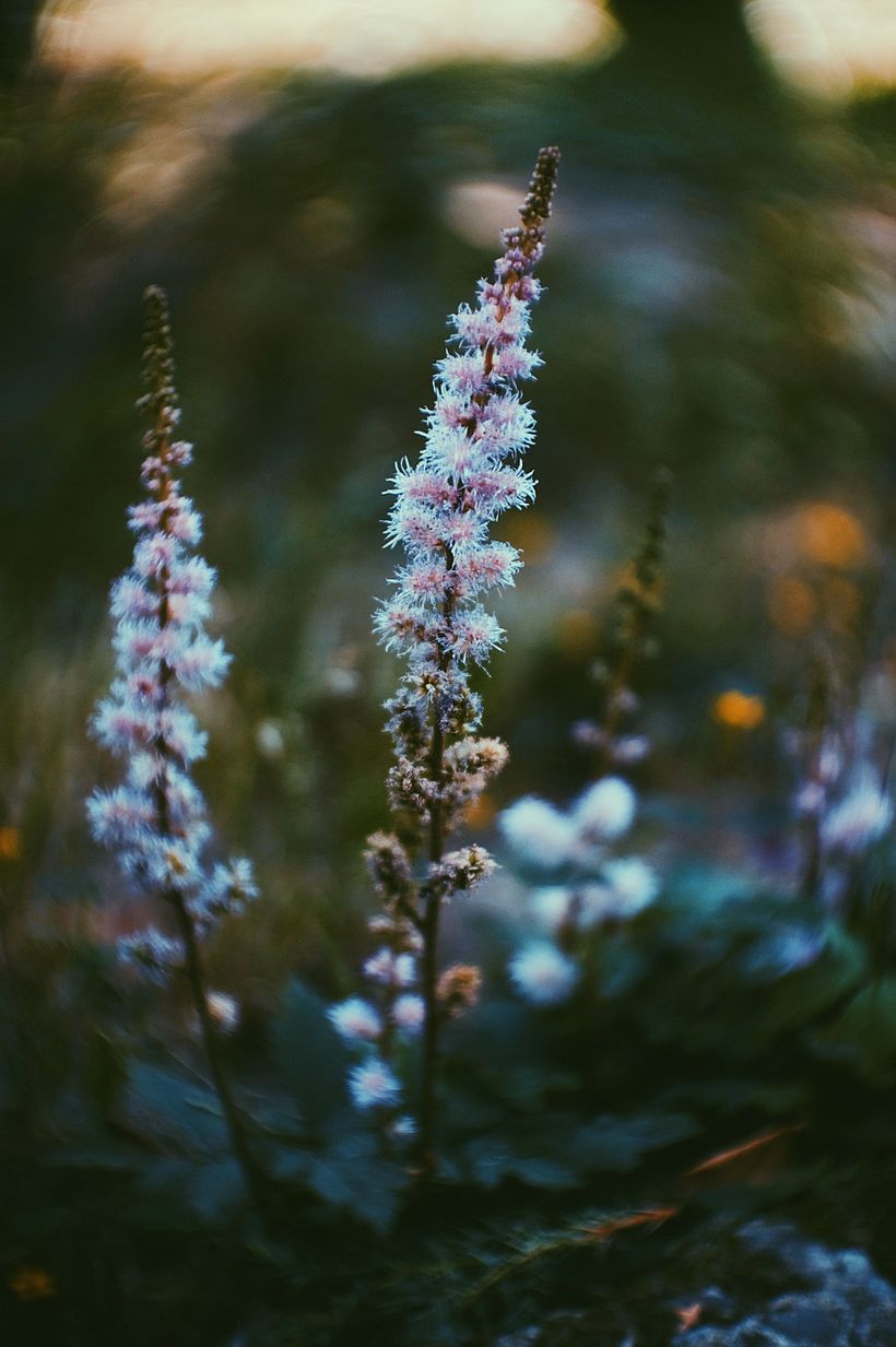 Plants 10