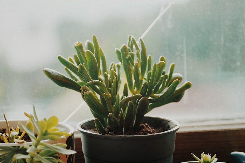 Plants 11