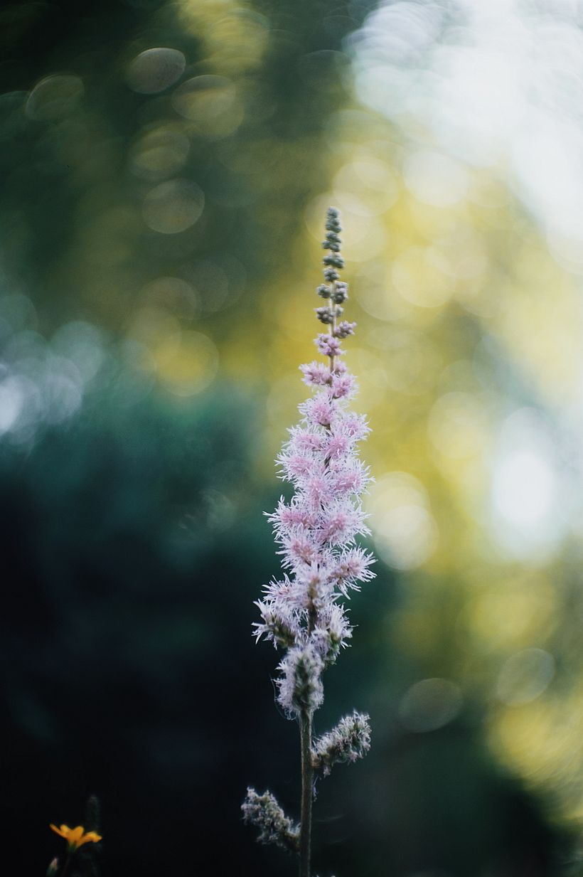 Plants 12