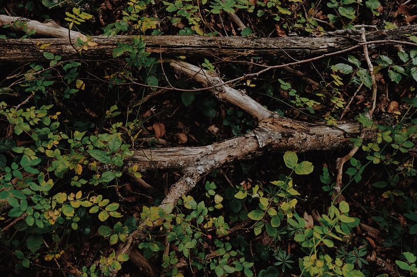 Plants 13