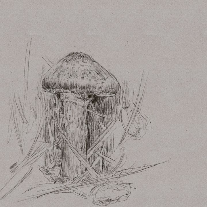 mushrooms 1