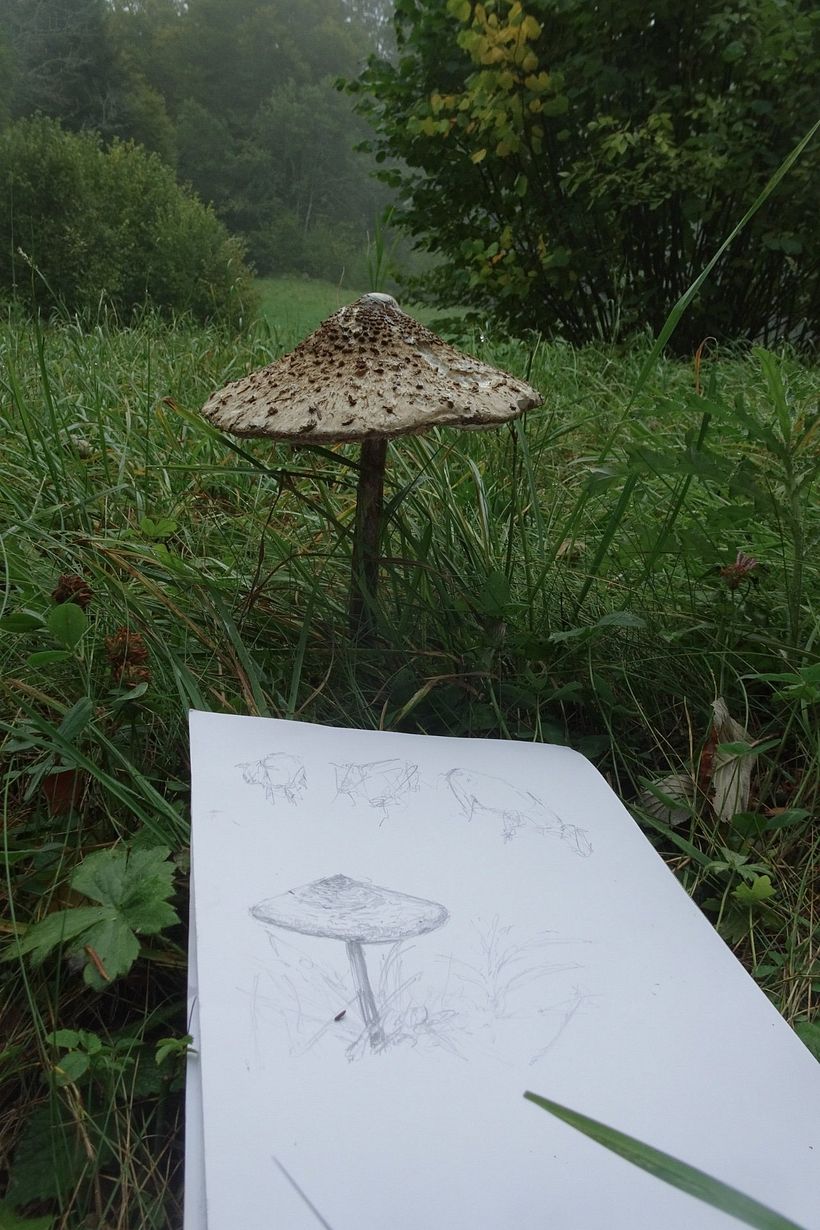 mushrooms 2
