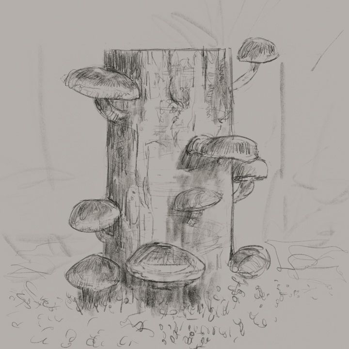 mushrooms 3