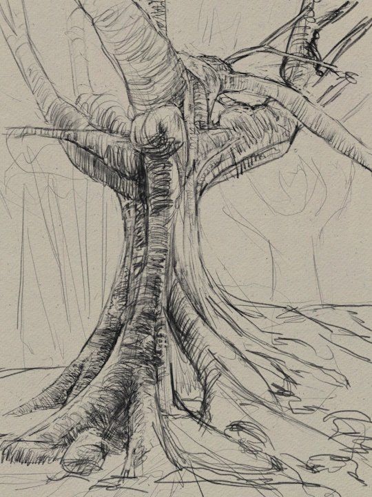 Tree sketches 3