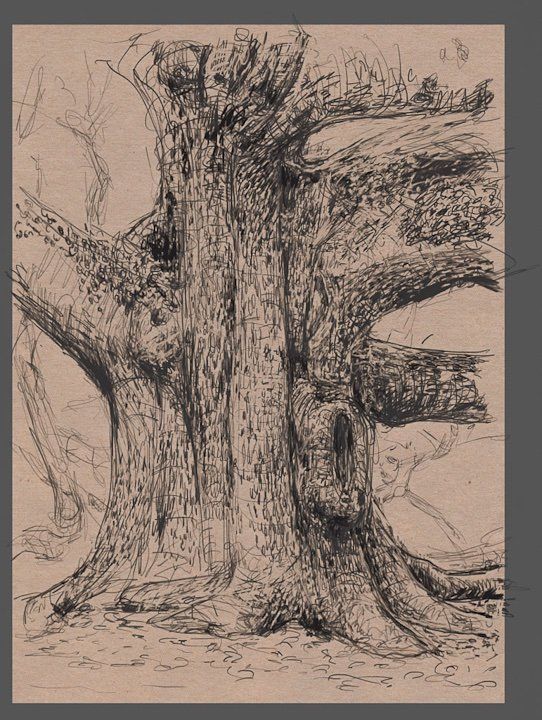 Tree sketches 6