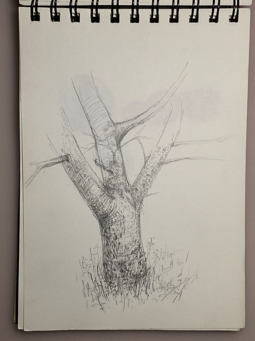 Tree sketches 11