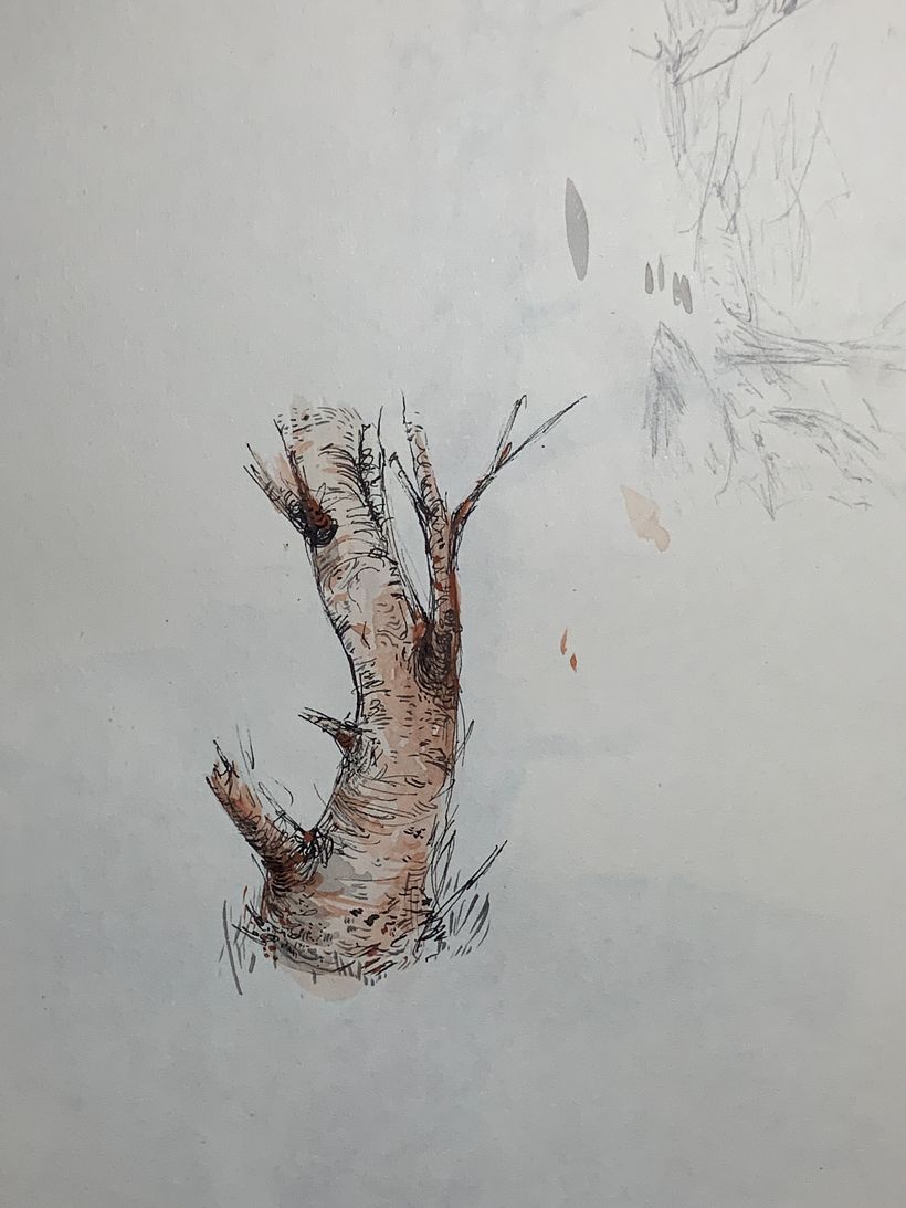 Tree sketches 12