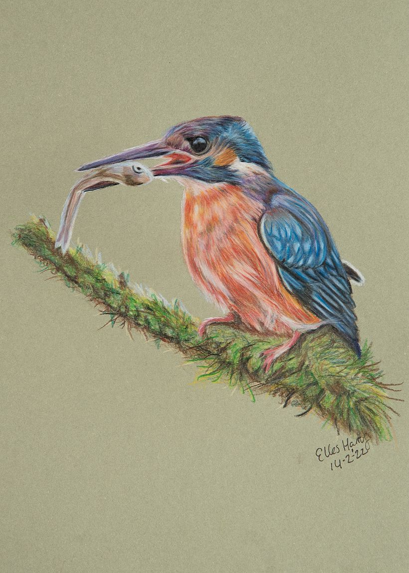 Ijsvogeltje