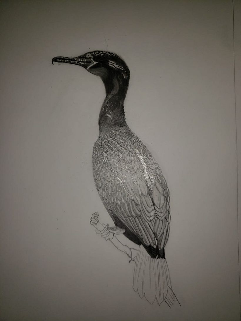 Delineado y plumaje