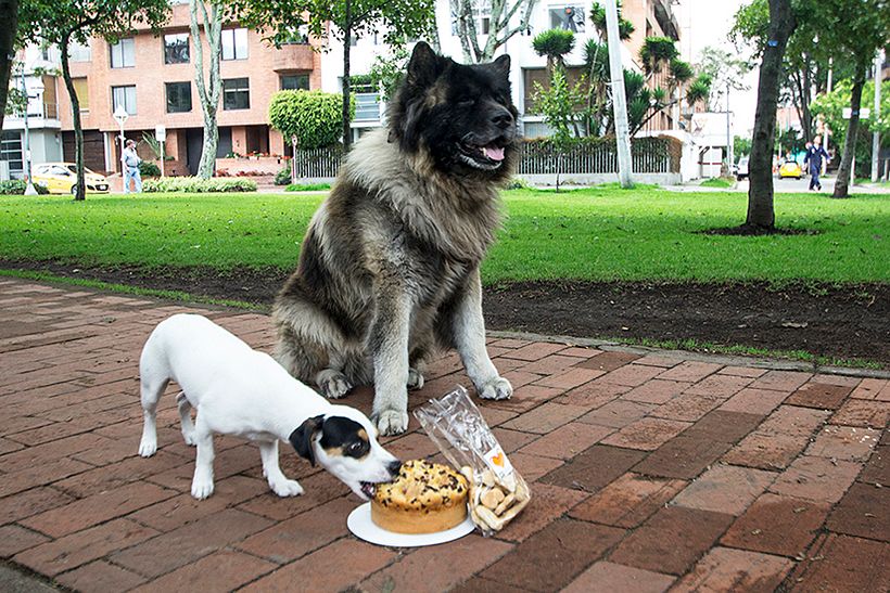 PASTELERÍA CANINA 4