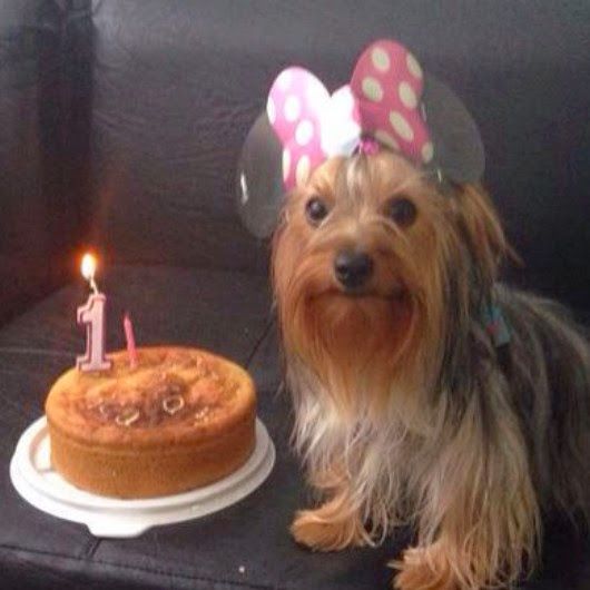 PASTELERÍA CANINA 5
