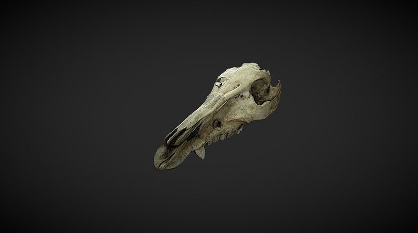 My project for course: Introduction to 3D Photogrammetry 3