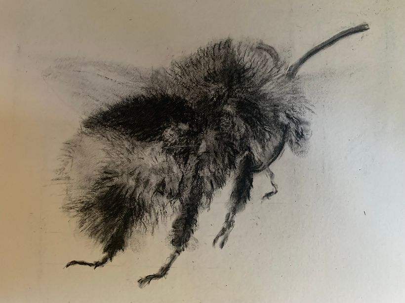My project for course: Illustrating the Natural World with Watercolor and Charcoal 8