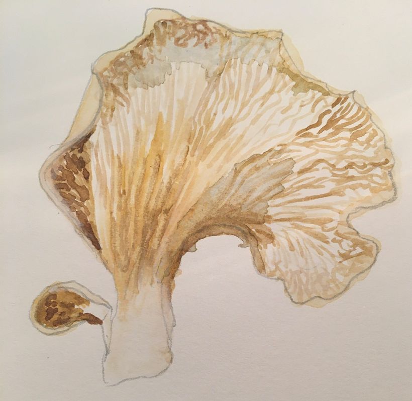 Fungi 2