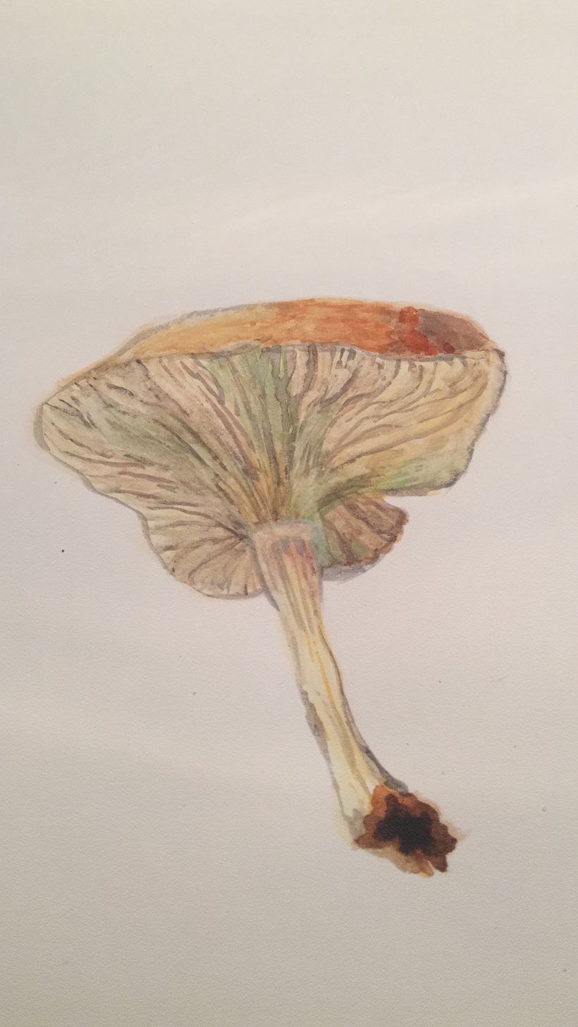 Fungi 3