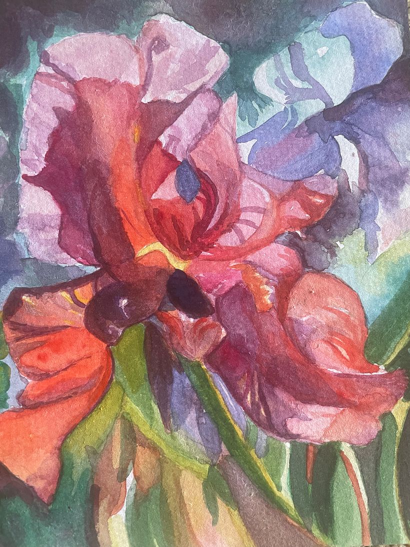 Iris